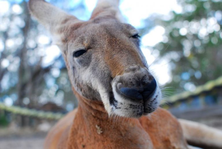 Koala Tree Australia - depth of field photograph of kangaroo