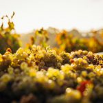 Vineyard Sunset Australia - macro shot of seaweeds