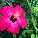 Beautiful Garden Australia - a pink flower with green leaves