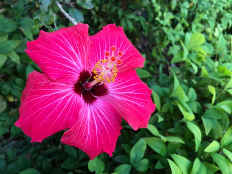 Beautiful Garden Australia - a pink flower with green leaves