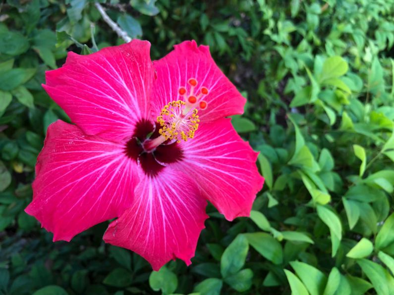 Beautiful Garden Australia - a pink flower with green leaves