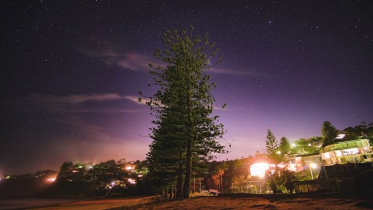 Whale Watching Australia - row of pine trees
