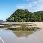 Secluded Beach Australia - green trees beside body of water during daytime