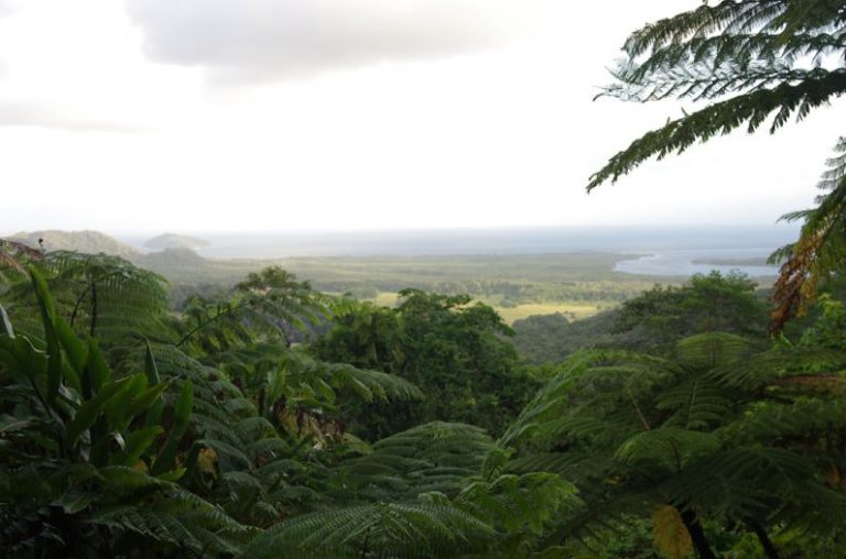 Kimberley Landscape Australia - a view of a forest