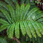 Daintree Forest Australia - a large green plant with lots of leaves