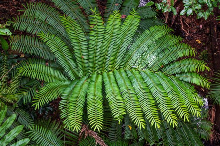 Daintree Forest Australia - a large green plant with lots of leaves