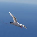 Lord Howe Island Australia - white bird flying under blue sky during daytime