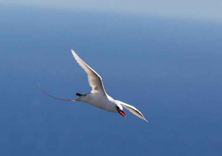 Lord Howe Island Australia - white bird flying under blue sky during daytime