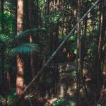 Fraser Island Australia - green trees on forest during daytime