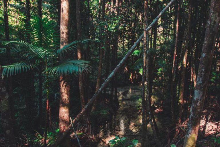 Fraser Island Australia - green trees on forest during daytime