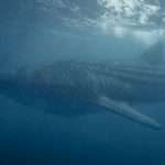 Ningaloo Reef Australia - a large whale swims under the surface of the water