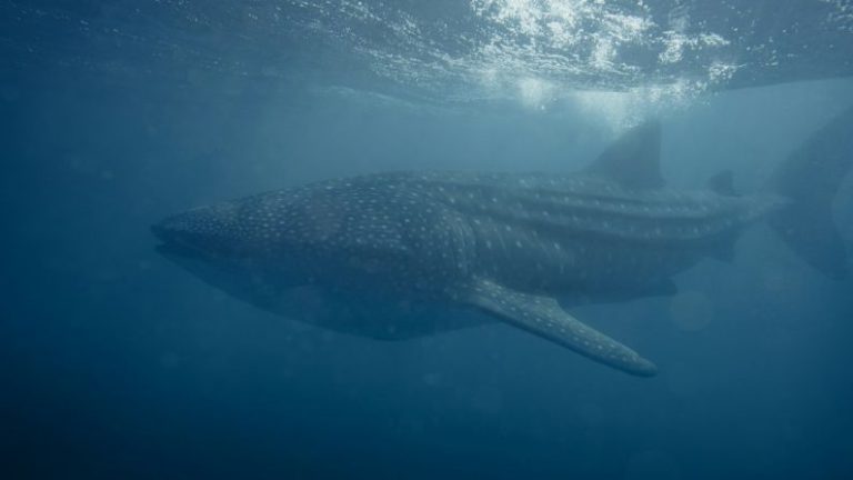 Ningaloo Reef Australia - a large whale swims under the surface of the water