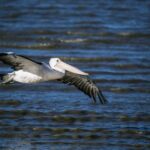 Coast Australia - pelican on flight
