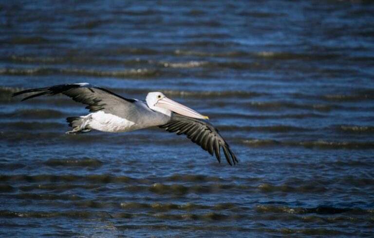 Coast Australia - pelican on flight