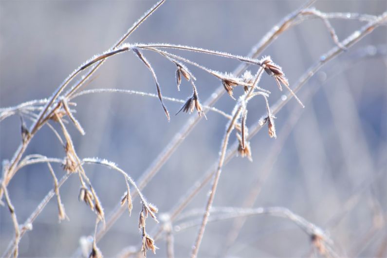 Australia Winter - a close up of a plant with frost on it