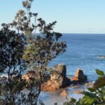 Australian Sun - a view of the ocean from a tree