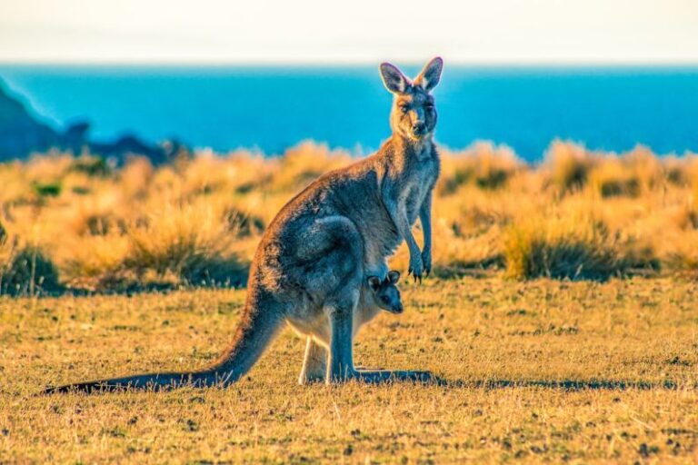 Kangaroo - kangaroo with joey on grass field during day