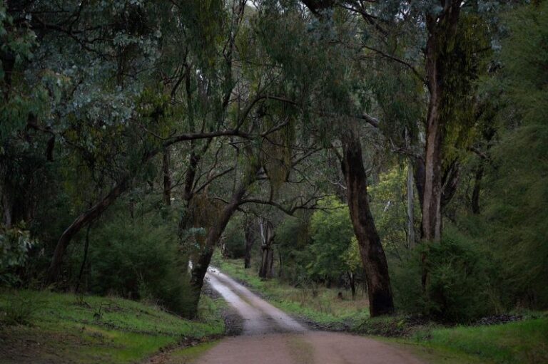 Australia Road - road, forest, countryside