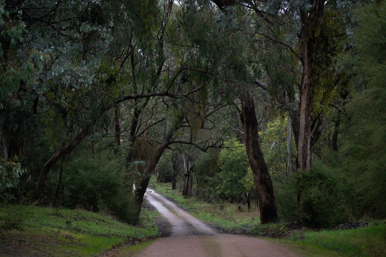Australia Road - road, forest, countryside