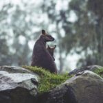 Australia Wildlife - kangaroos, joey, rocks