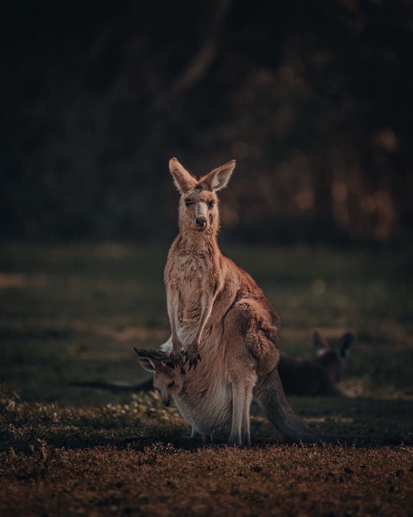 A kangaroo with a joey in its pouch, captured in Coombabah, Australia during twilight.